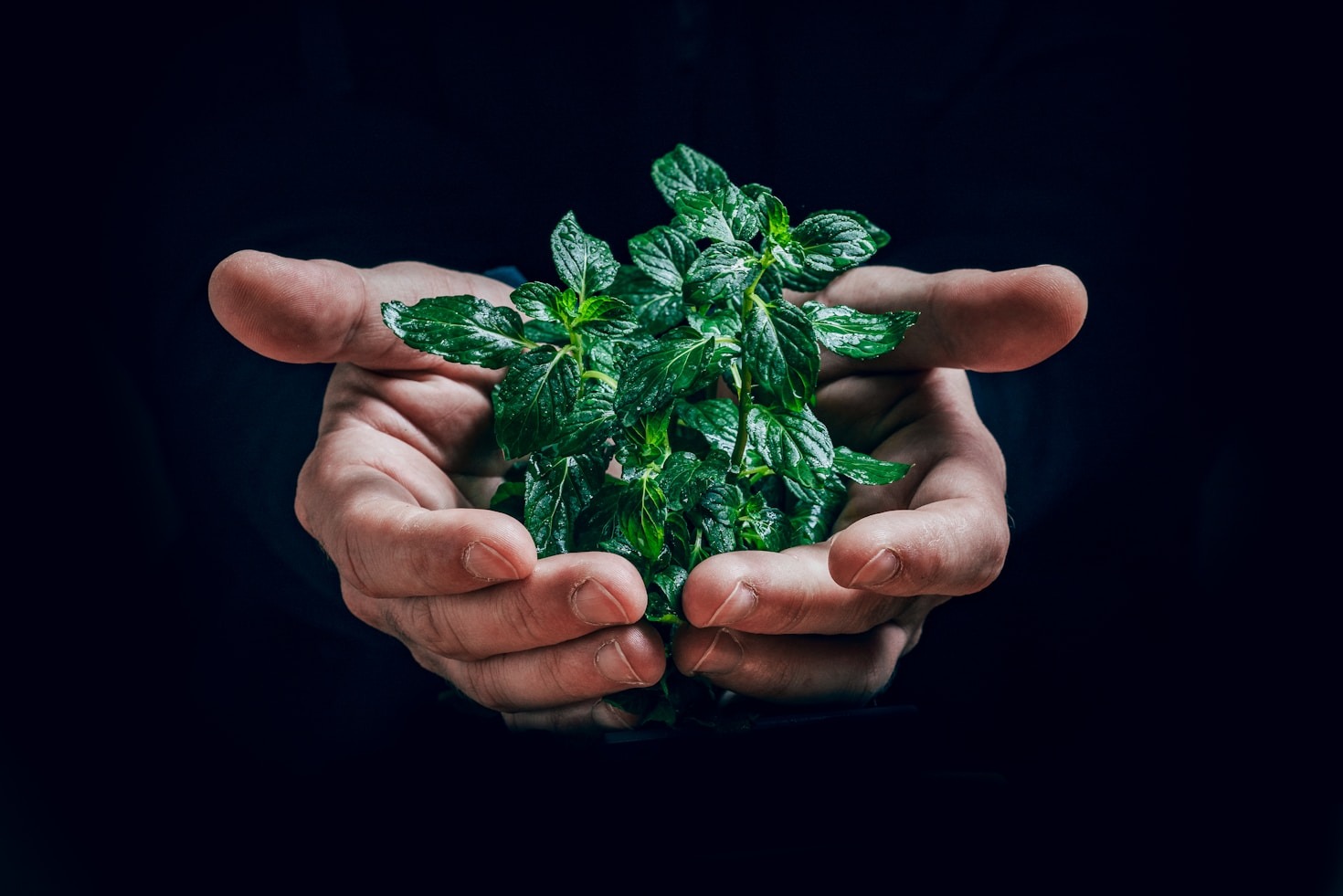 Comment identifier les plantes sauvages comestibles