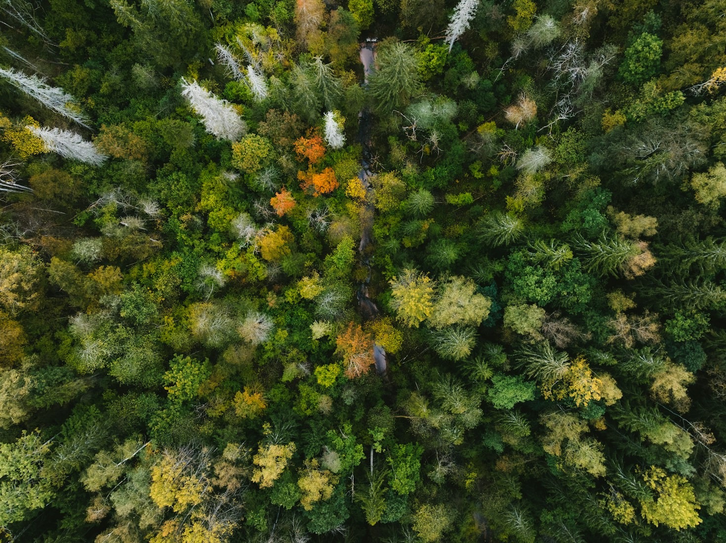 Observer la faune et la flore en automne