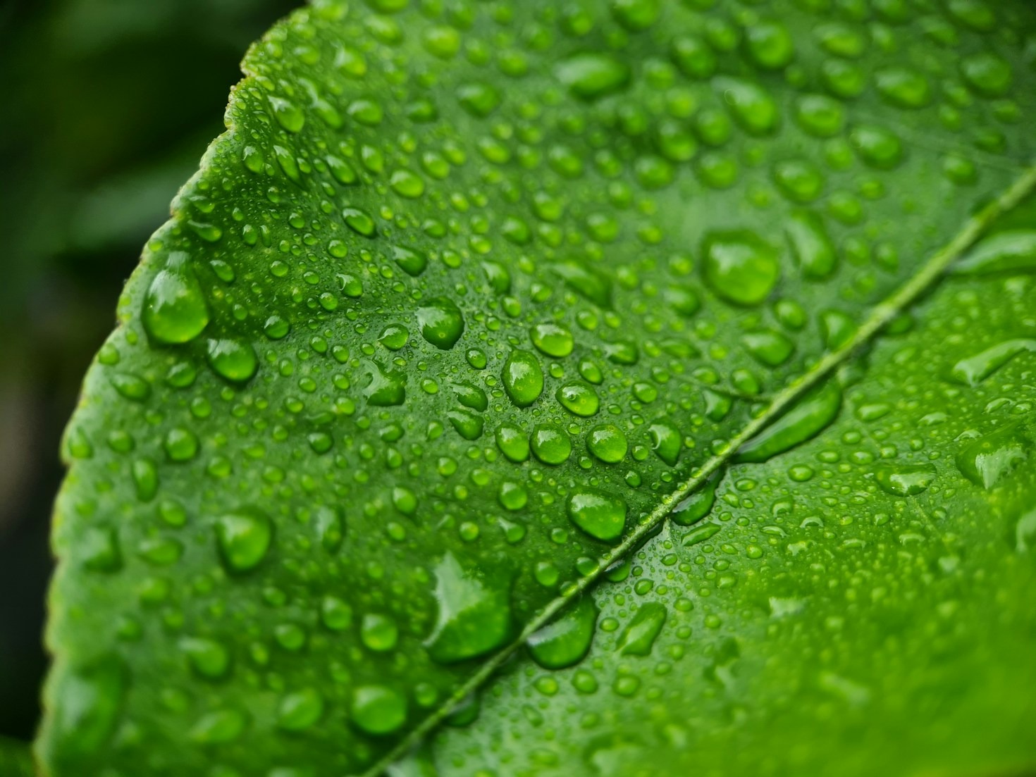 Pourquoi la botanique est essentielle aujourd&rsquo;hui