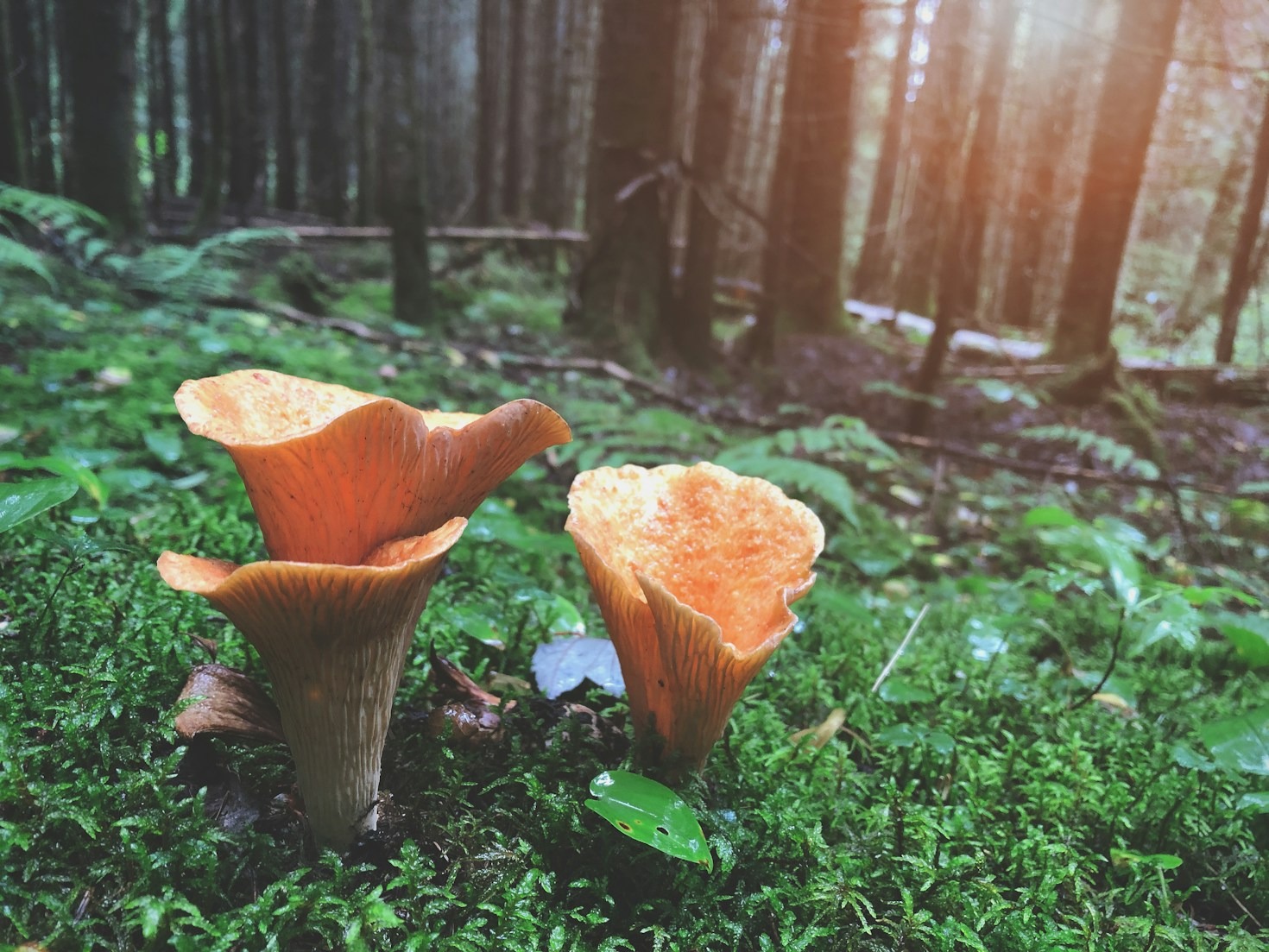 Méthodologie pour réaliser un inventaire floristique précis